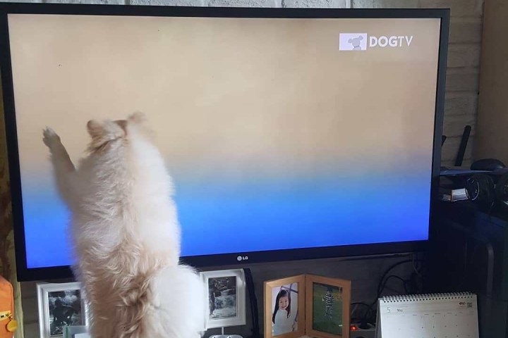 Dog pawing at TV.