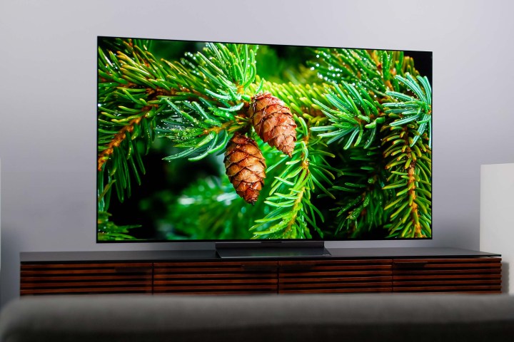An image of a pine tree on the LG C2 OLED.