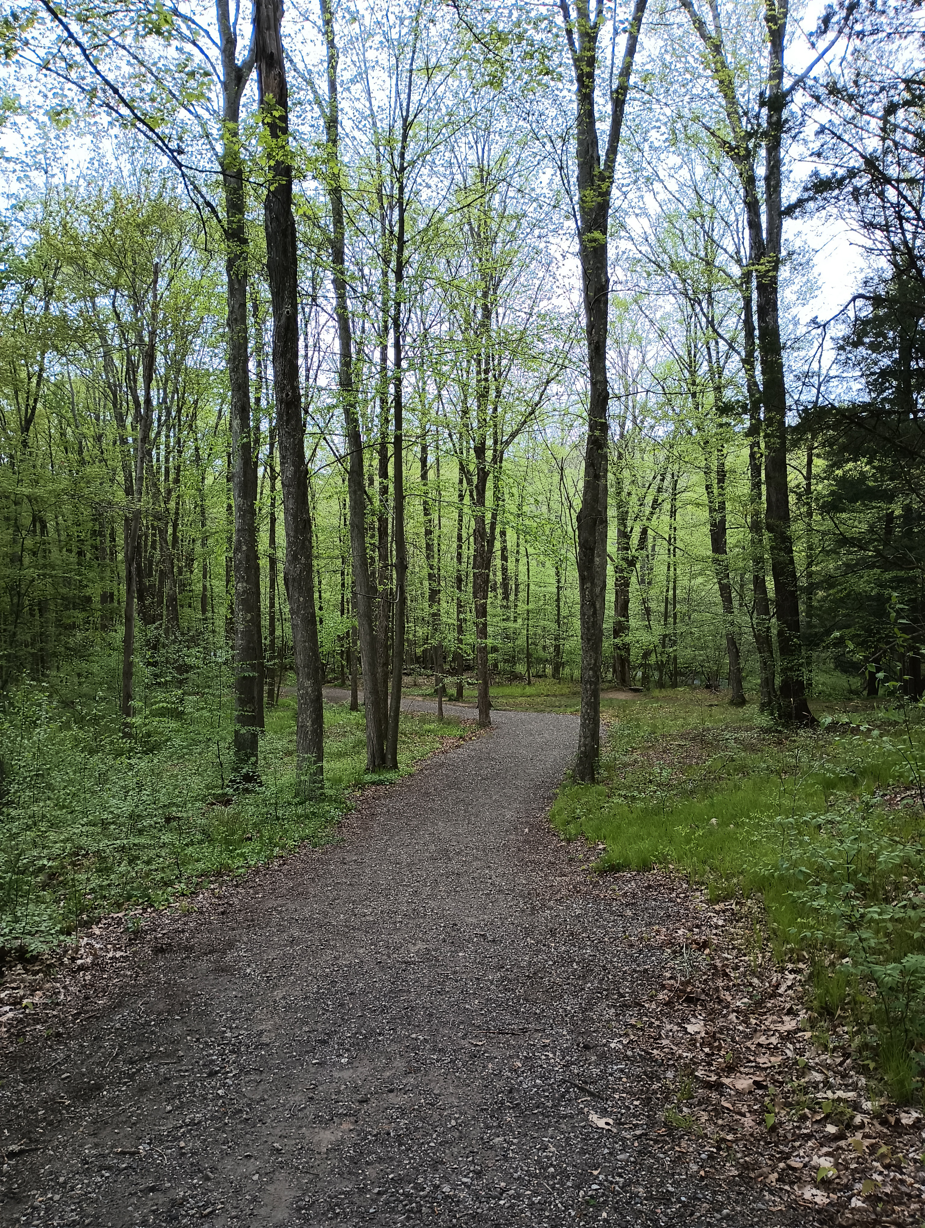 Un sentiero che attraversa il bosco