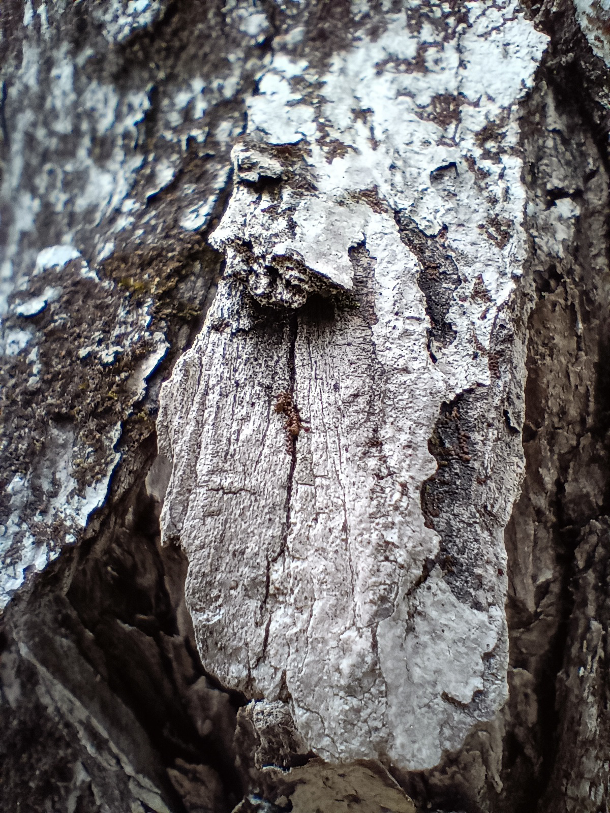 A closeup of tree bark