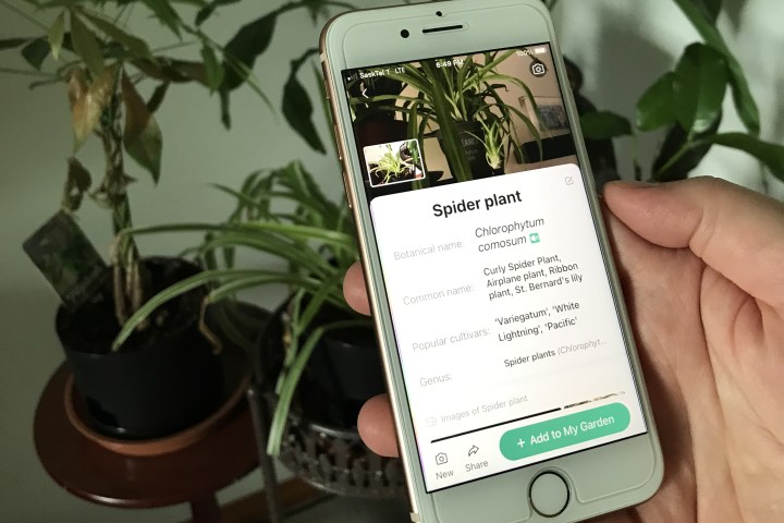 Un iPhone davanti alle piante che mostra informazioni sulle piante davanti.