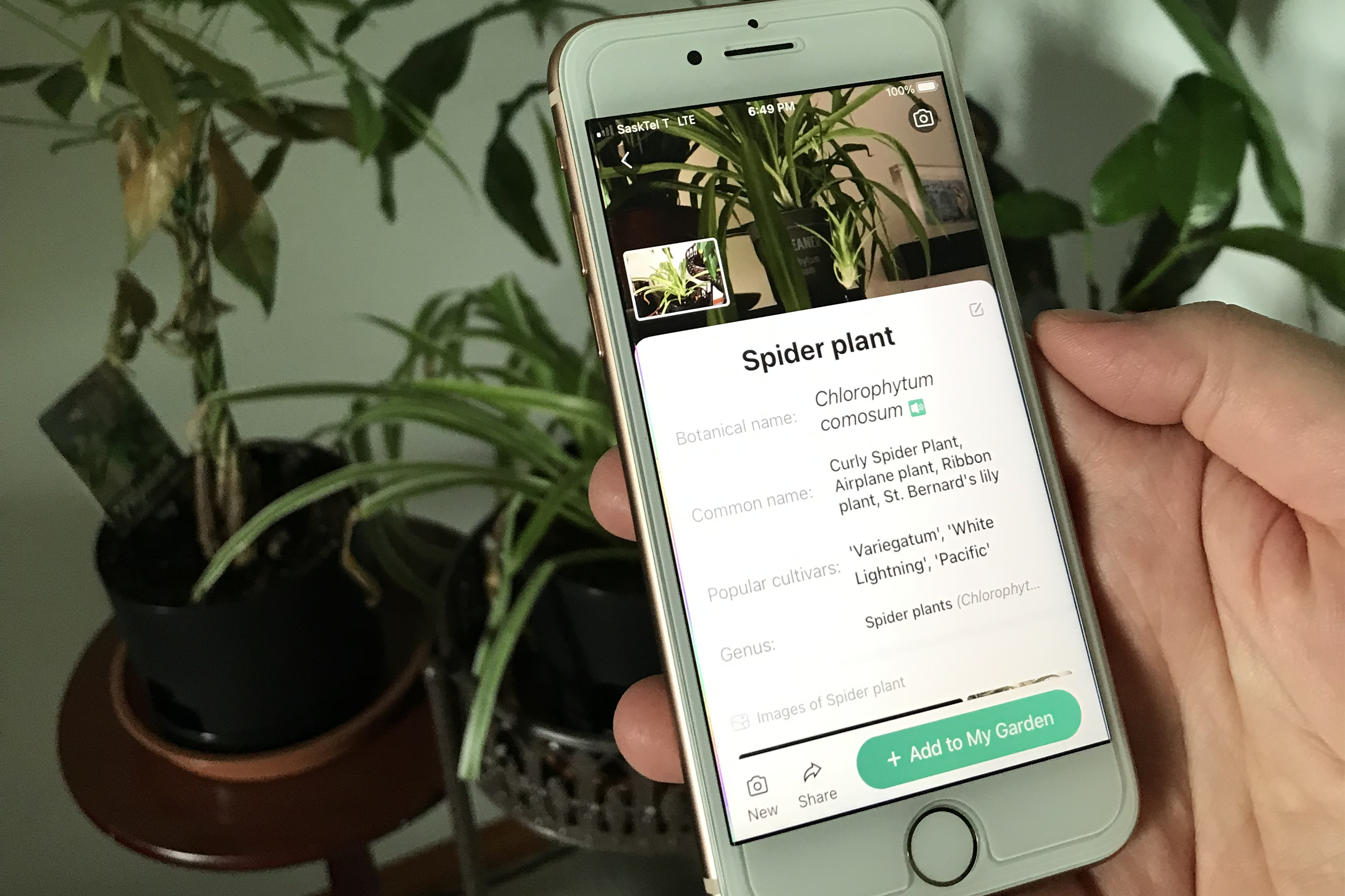 Um iPhone na frente de plantas mostrando informações sobre as plantas à frente.