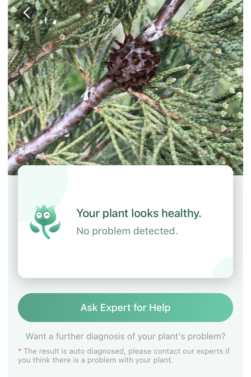 Il fiele dell'albero è stato erroneamente diagnosticato come sano dall'app PictureThis.
