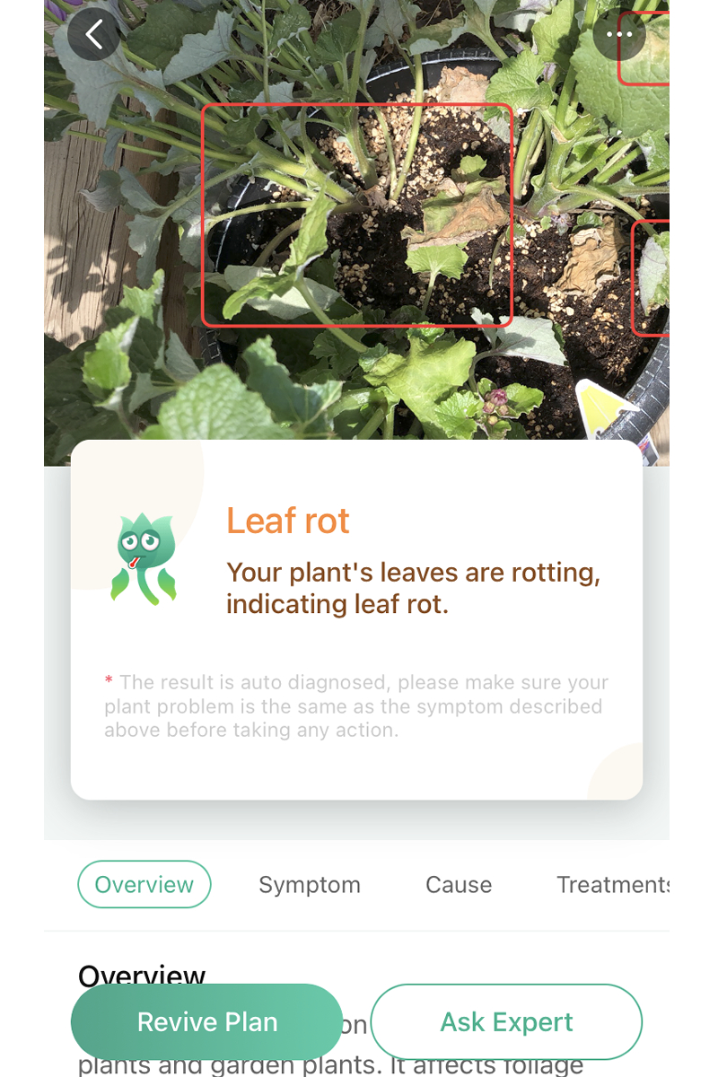 L'app PictureThis mostra che il marciume fogliare viene diagnosticato correttamente.