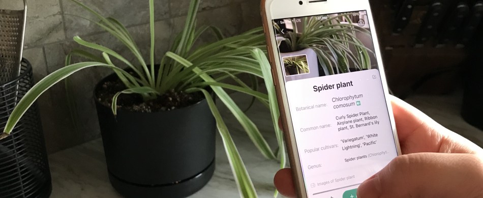 An iPhone using the PictureThis app to correctly identify houseplants.