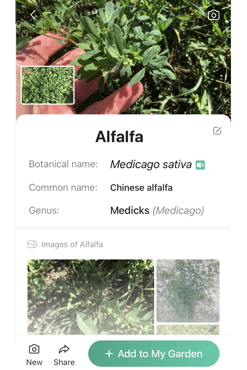 L'app per l'identificazione della pianta PictureThis identifica correttamente un'immagine di erba medica.