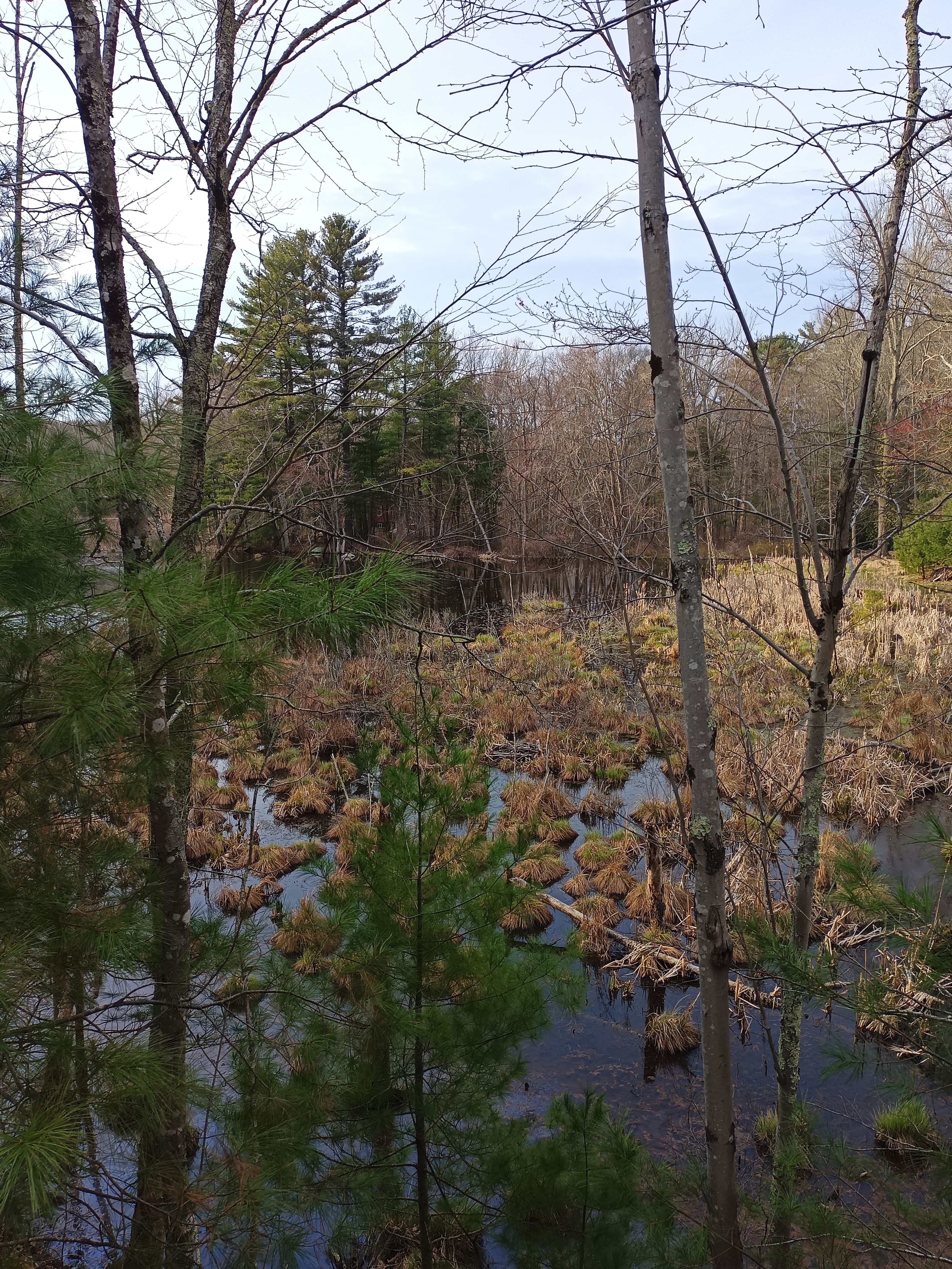 Immagine panoramica di una palude nel bosco