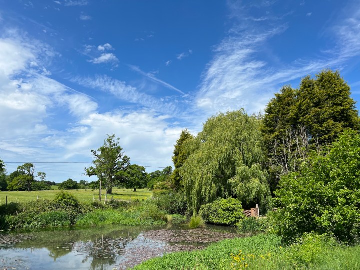 आईफोन 13 प्रो एक तालाब और पेड़ों की तस्वीर।