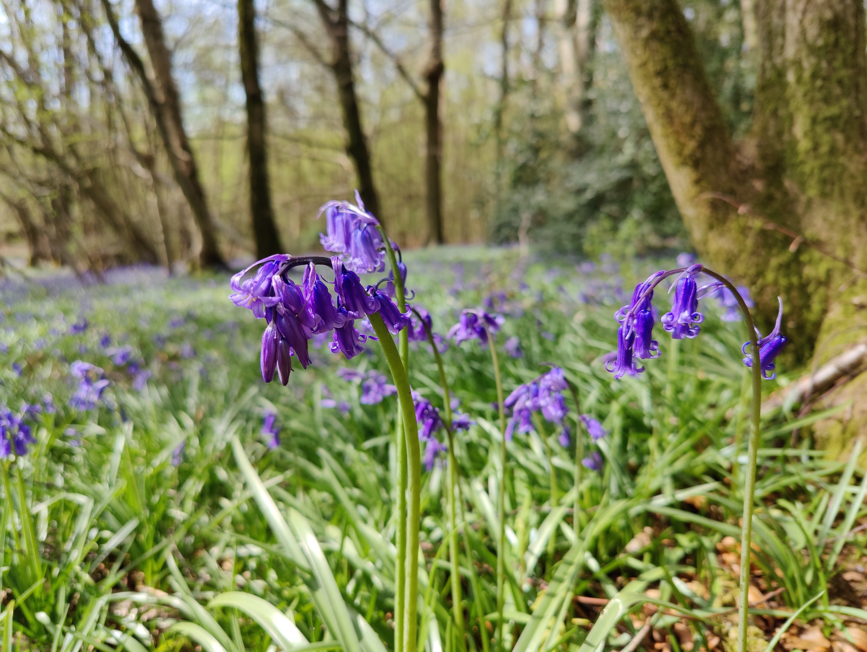 iPhone 13 Pro photo of some bluebells.