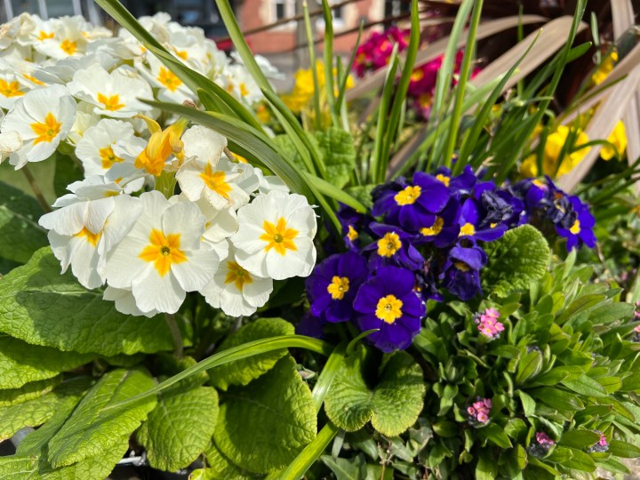 कुछ फूलों की iPhone 13 प्रो फोटो।