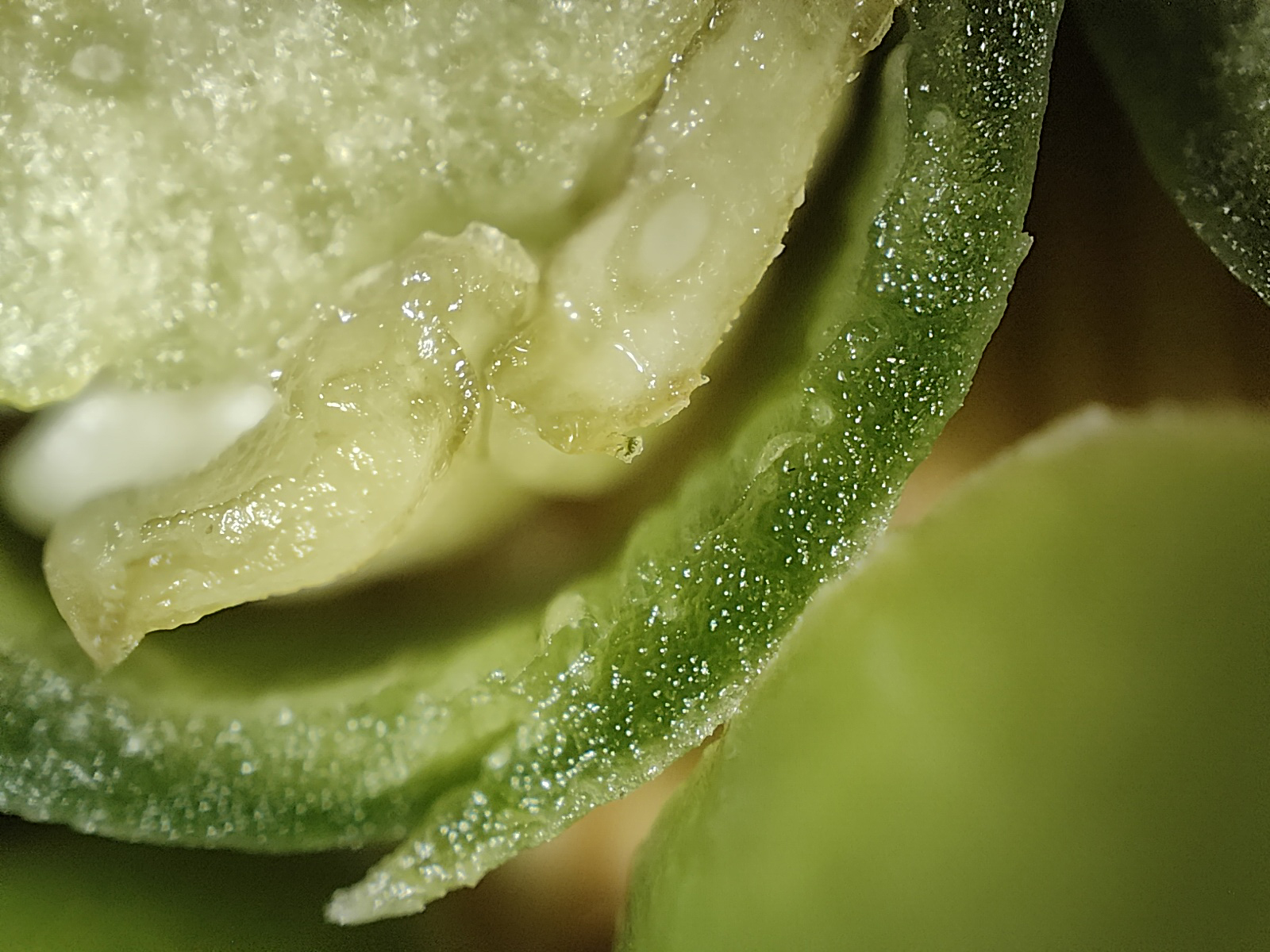 Macro view of a green chilli photographed with the Realme GT 2 Pro's microscope camera.