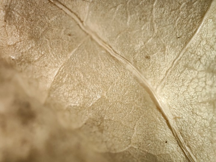 Vista macro di una foglia morta appassita fotografata con la fotocamera del microscopio di Realme GT 2 Pro.