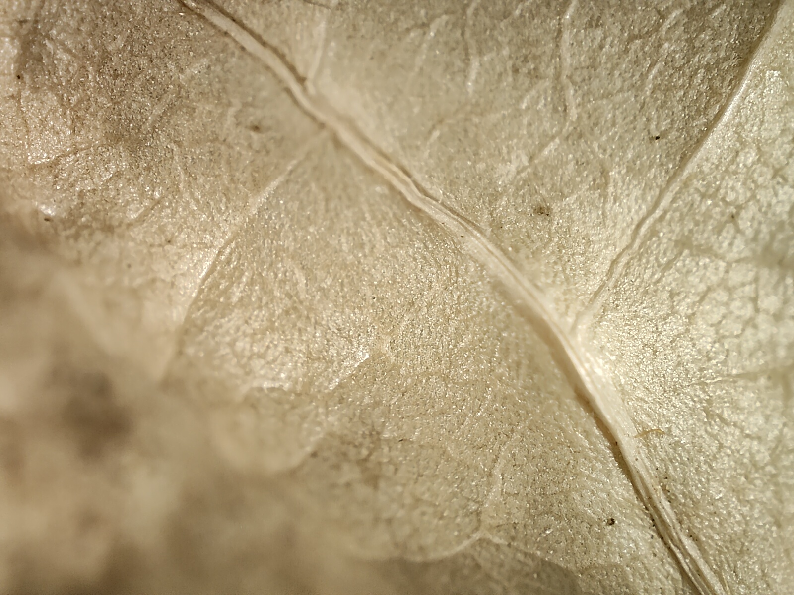 Macro view of a wilted dead leaf photographed with the Realme GT 2 Pro's microscope camera.