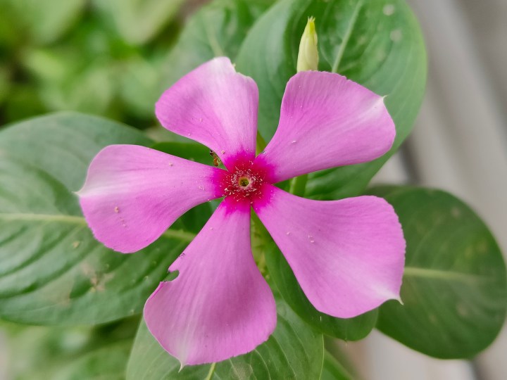 Un fiore rosa e foglie verdi fotografate con la fotocamera principale da 50 MP di Realme GT 2 Pro.
