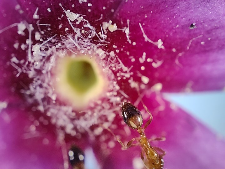Vista macro di un fiore rosa con formiche rosse fotografato con la fotocamera del microscopio di Realme GT 2 Pro.