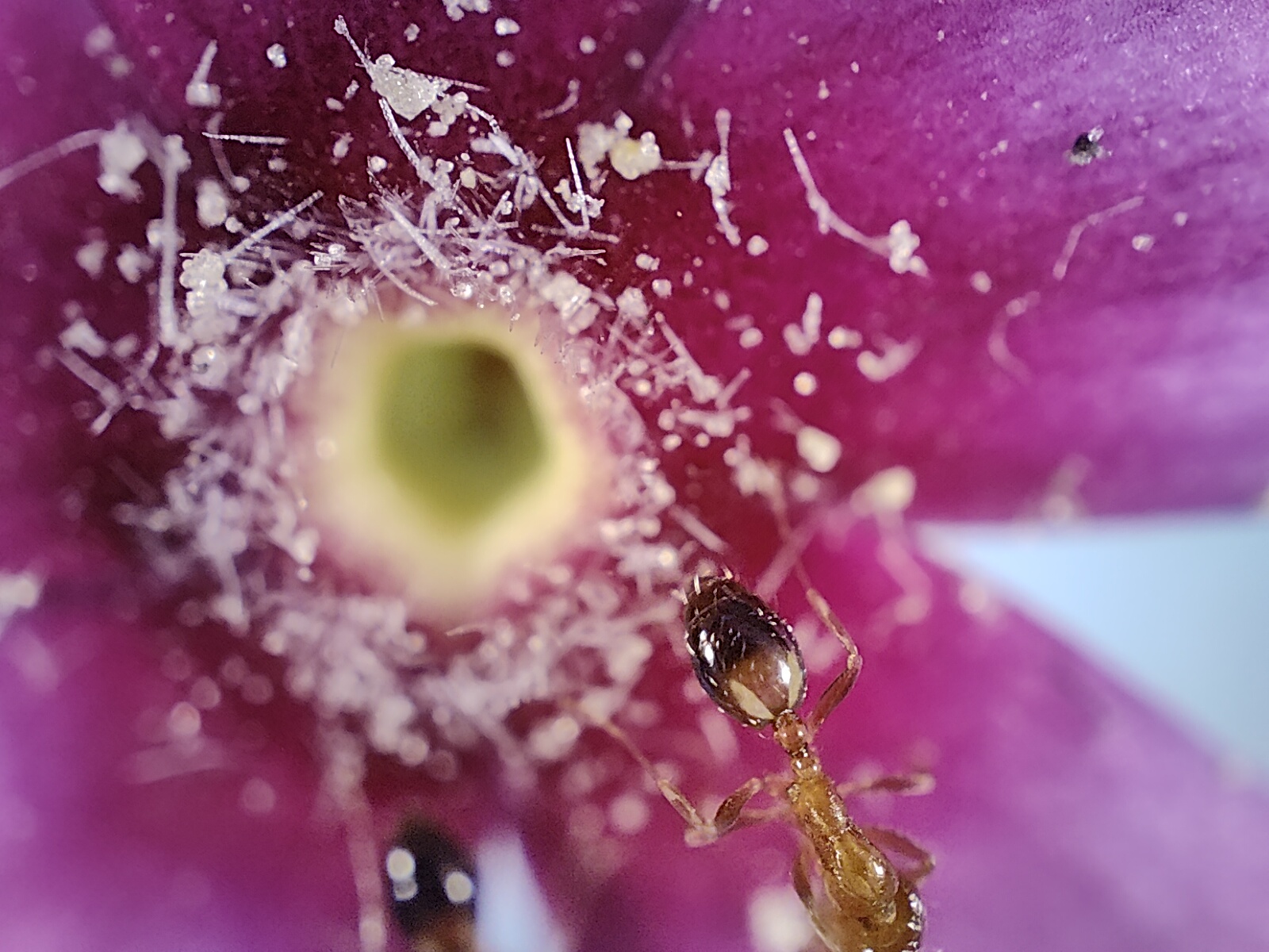 Macro view of a pink flower with red ants on it photographed with the Realme GT 2 Pro's microscope camera.