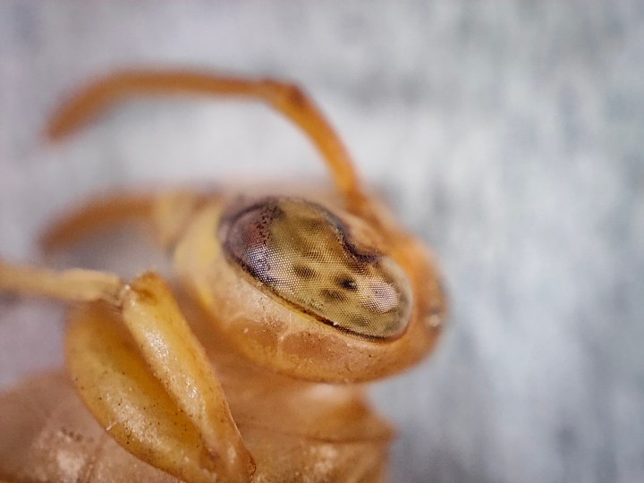 Vista macro dell'ommatidia o dell'occhio composto di una vespa fotografata con la fotocamera del microscopio di Realme GT 2 Pro.