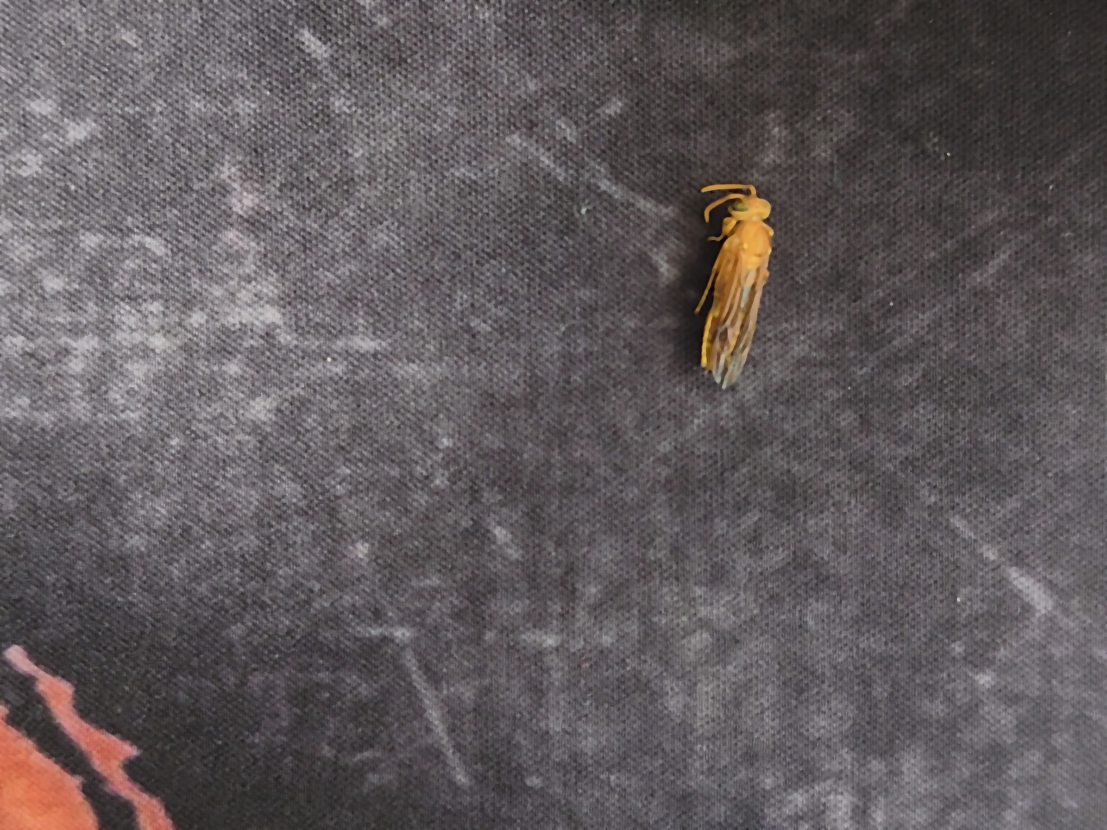 A dead wasp on a gray mousepad photographed with the Realme GT 2 Pro's primary 50MP camera.