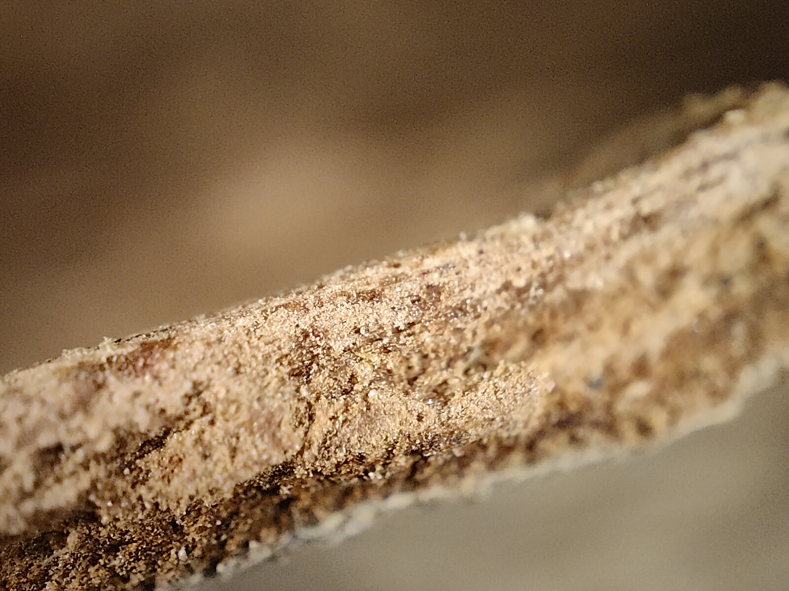Macro view of a cinnamon stick photographed with the Realme GT 2 Pro's microscope camera.