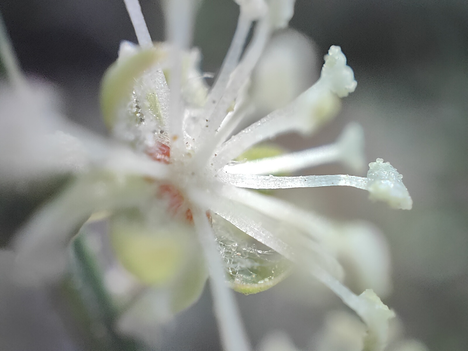 Macro view of a while wild flower photographed with the Realme GT 2 Pro's microscope camera.