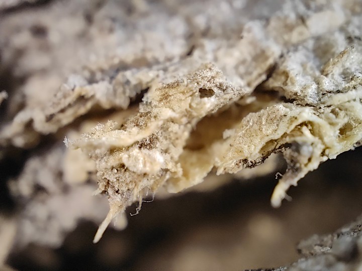 Vista macro di una corteccia di albero infestata da termiti fotografata con la fotocamera del microscopio di Realme GT 2 Pro.