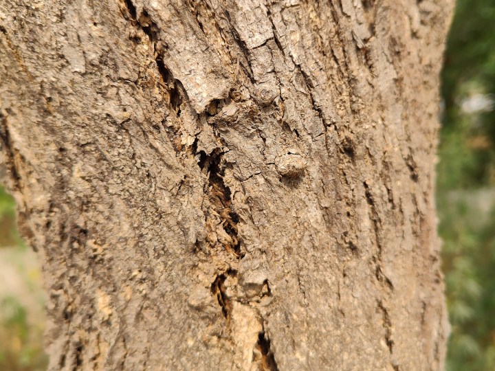 La corteccia di un albero infestata da termiti fotografata con la fotocamera principale da 50 MP di Realme GT 2 Pro.