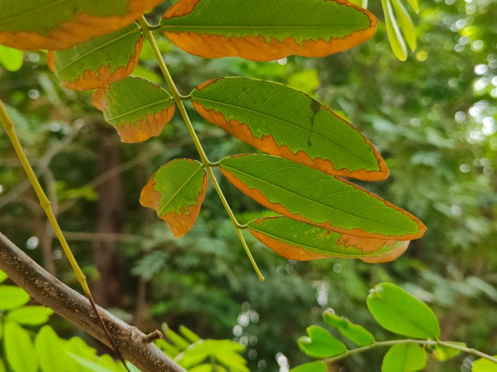 Feuilles en décomposition sur une branche d'arbre photographiées avec l'appareil photo principal 50MP du Realme GT 2 Pro.