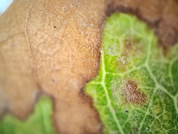 Vista macro di una foglia in decomposizione nei colori marrone e verde fotografata con la fotocamera del microscopio di Realme GT 2 Pro.