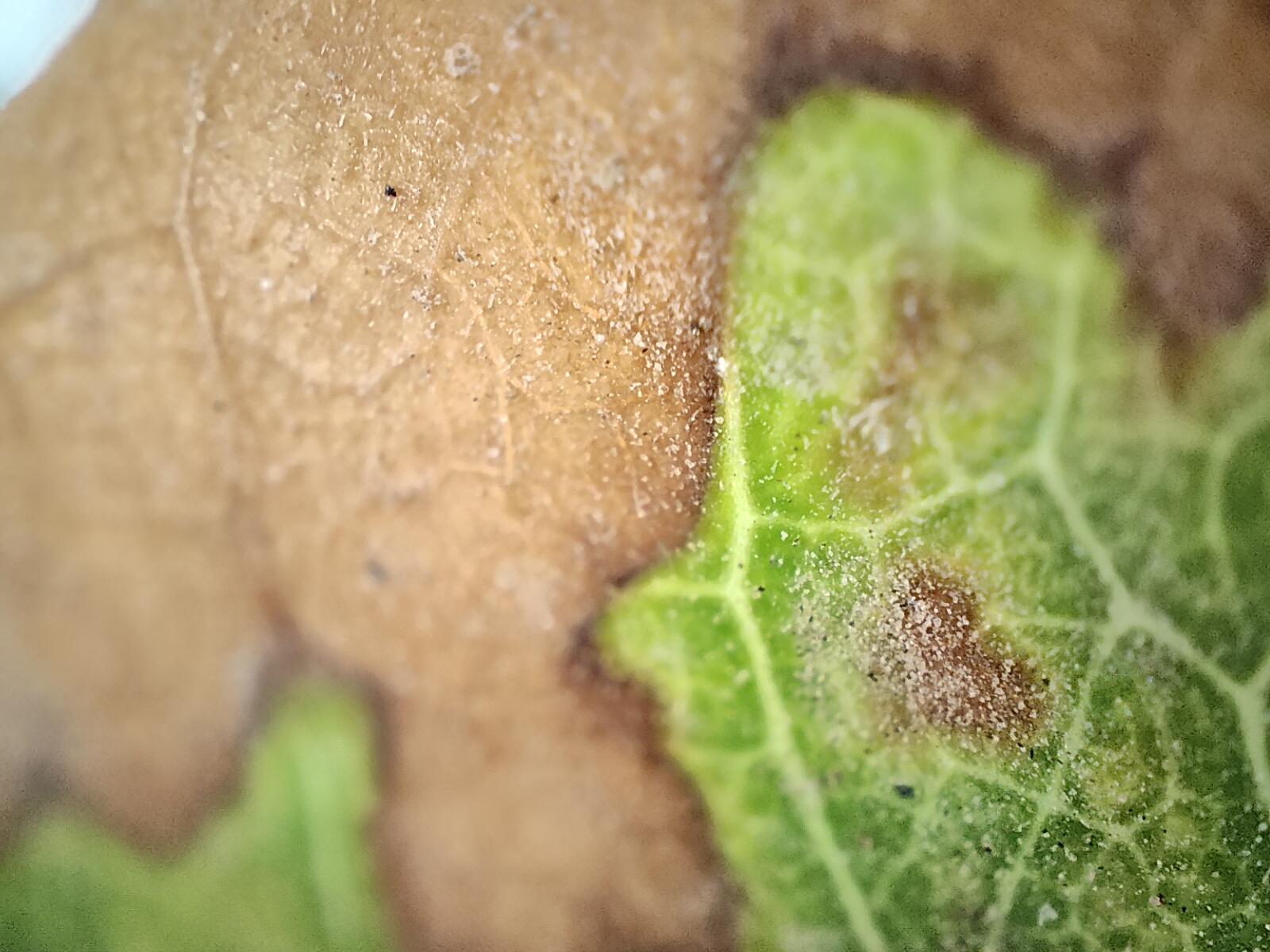 Macro view of ridged of a decaying leaf in brown and green colors photographed with the Realme GT 2 Pro's microscope camera.