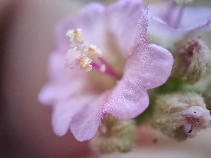 Vista macro di un fiore selvatico rosa fotografato con la fotocamera del microscopio di Realme GT 2 Pro.