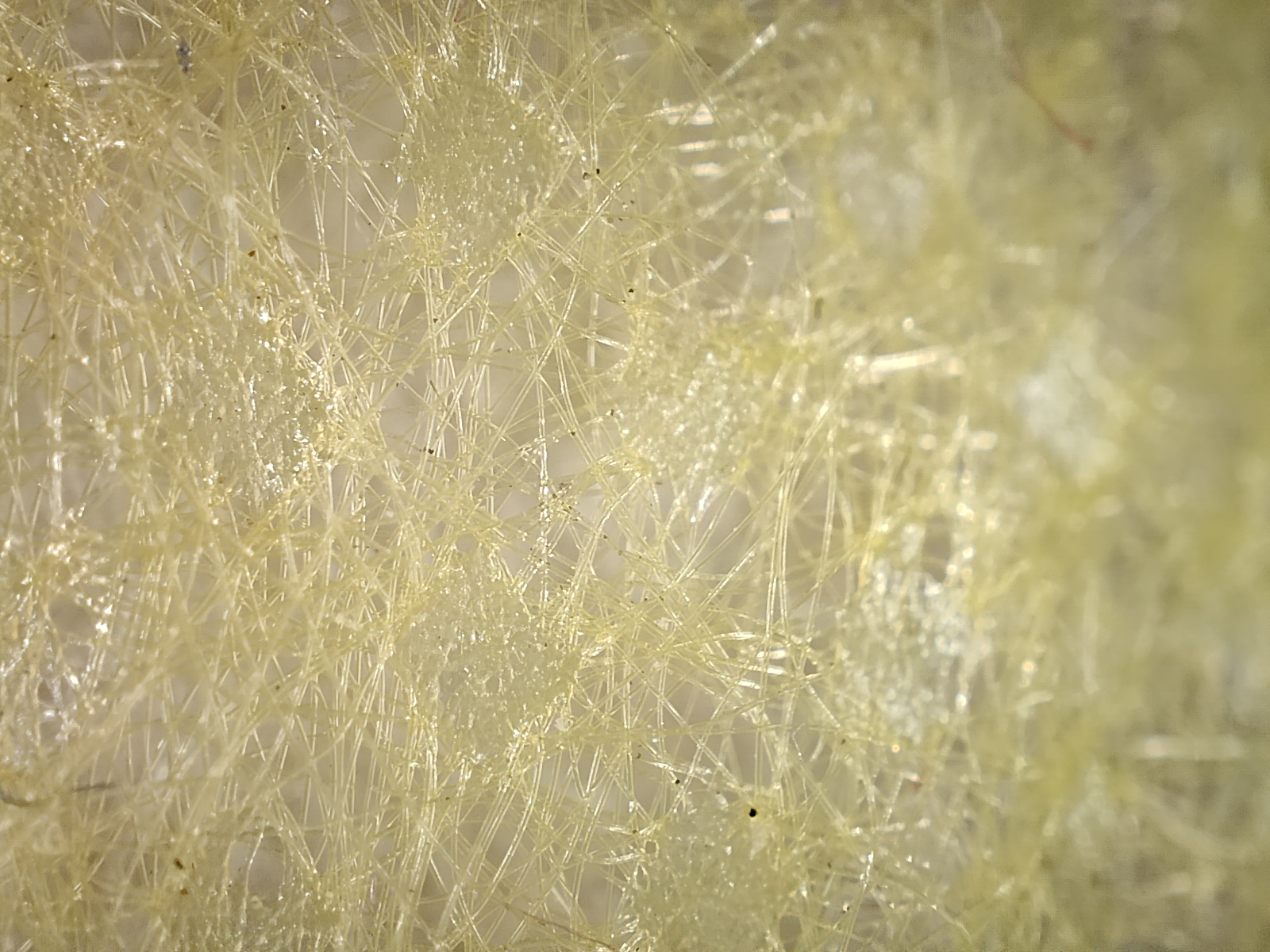 Macro view of fibers in a yellow polyester surgical mask photographed with the Realme GT 2 Pro's microscope camera.