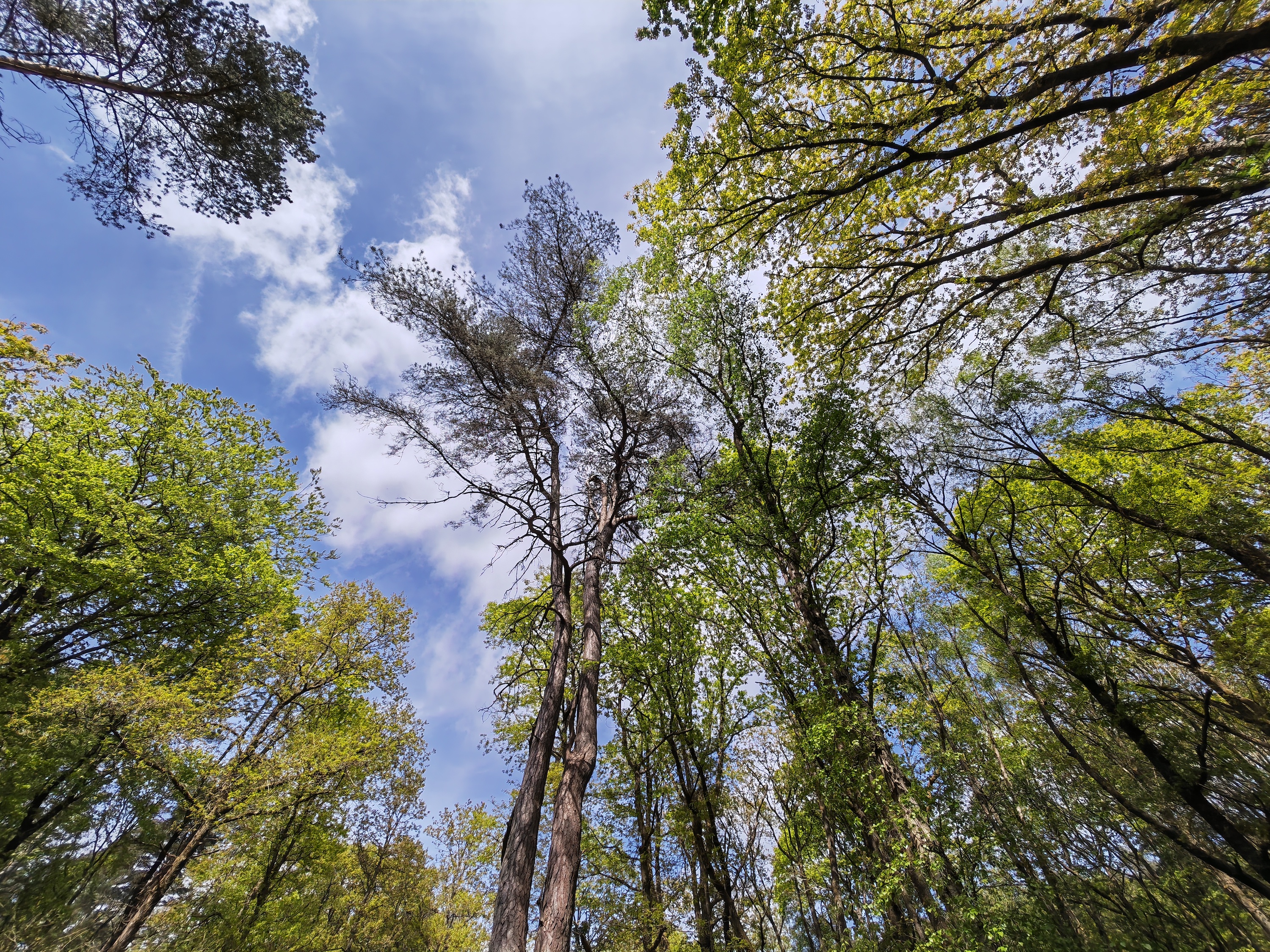 Photo of trees taken with the Honor Magic4 Pro.