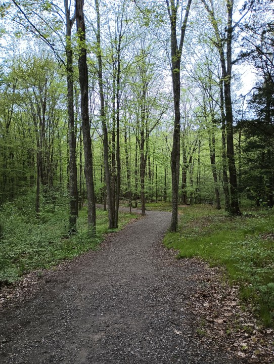 Un sentiero tra gli alberi nel bosco