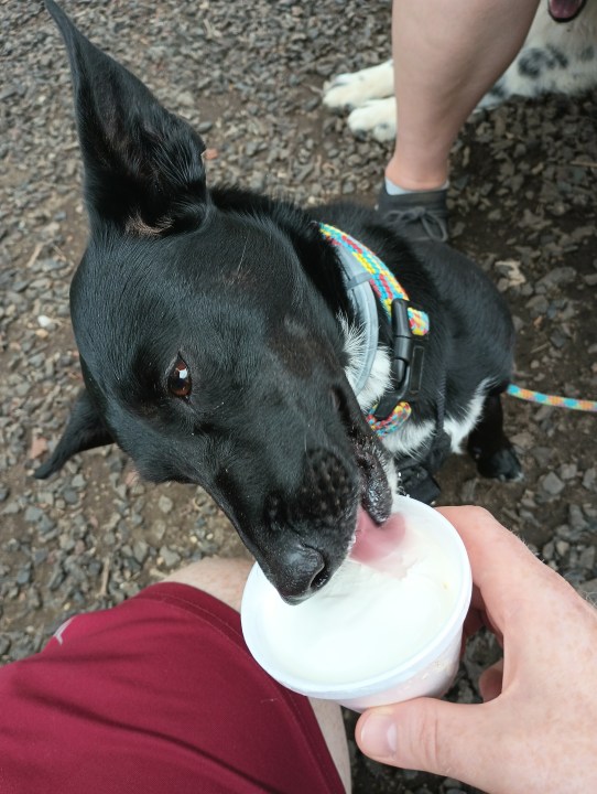 Un dogging che mangia il gelato da una tazza