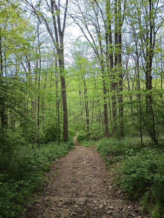 Un lungo sentiero tortuoso nel bosco