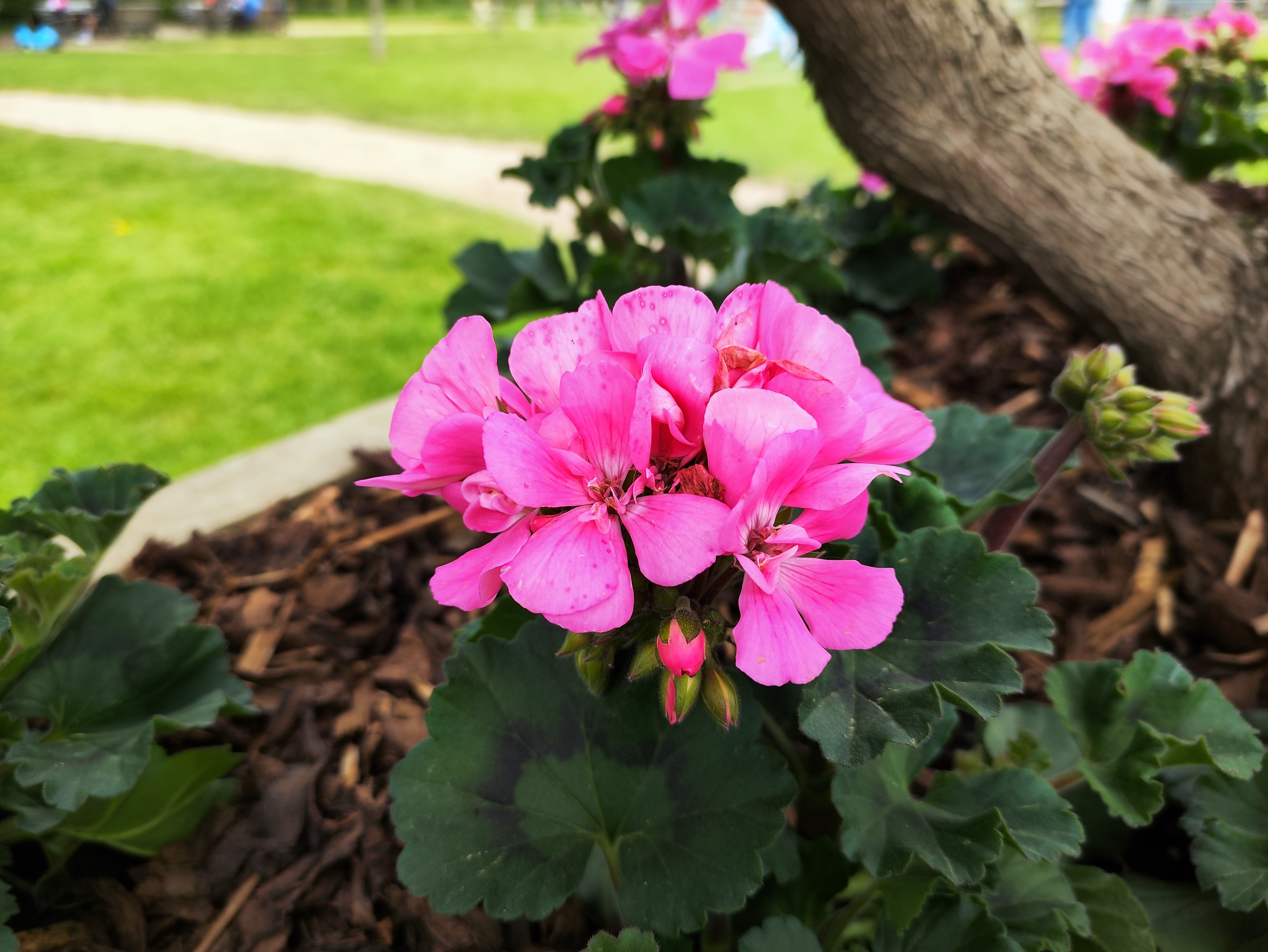 Photo of flowers taken with the Poco F4 GT.