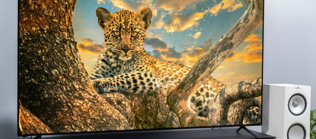 Baby cheetah on the Vizio 85 P-Series Quantum X's screen.