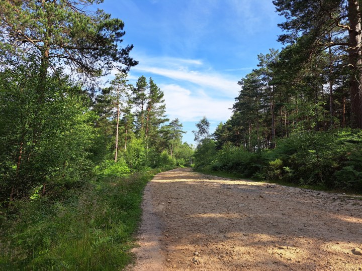 Foto di un sentiero nel bosco scattata con il Samsung Galaxy A53 5G.