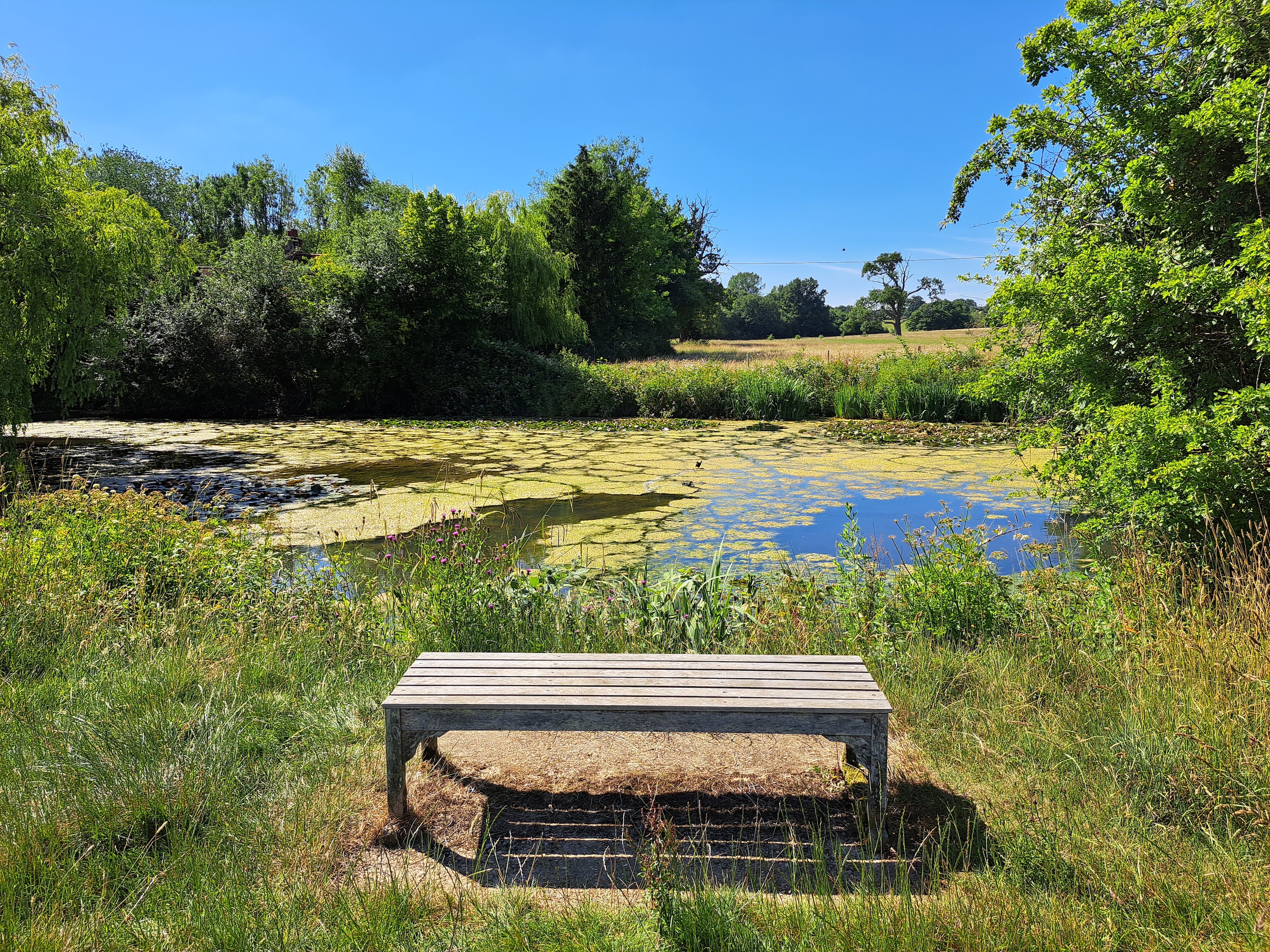 Photo of a bench and pond taken with the Samsung Galaxy A53 5G.