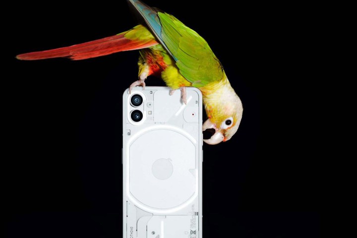 Vislumbre oficial do Nothing Phone 1 com um papagaio sentado em cima do telefone.
