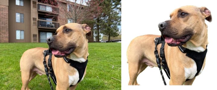 A dog with tounge out with and without background.