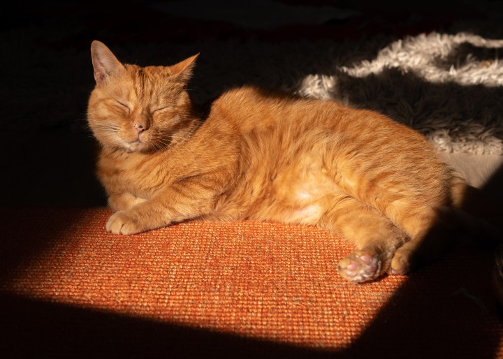 Um gato laranja senta-se em um raio de sol.