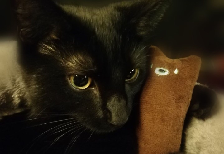 A black cat holds a cat toy.