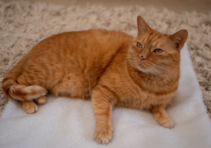 An orange cat sitting on a white cloth.