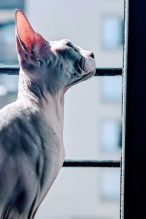 A hairless cat sits next to a window.