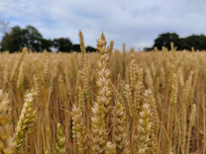 Foto di grano scattata con il Nothing Phone 1.