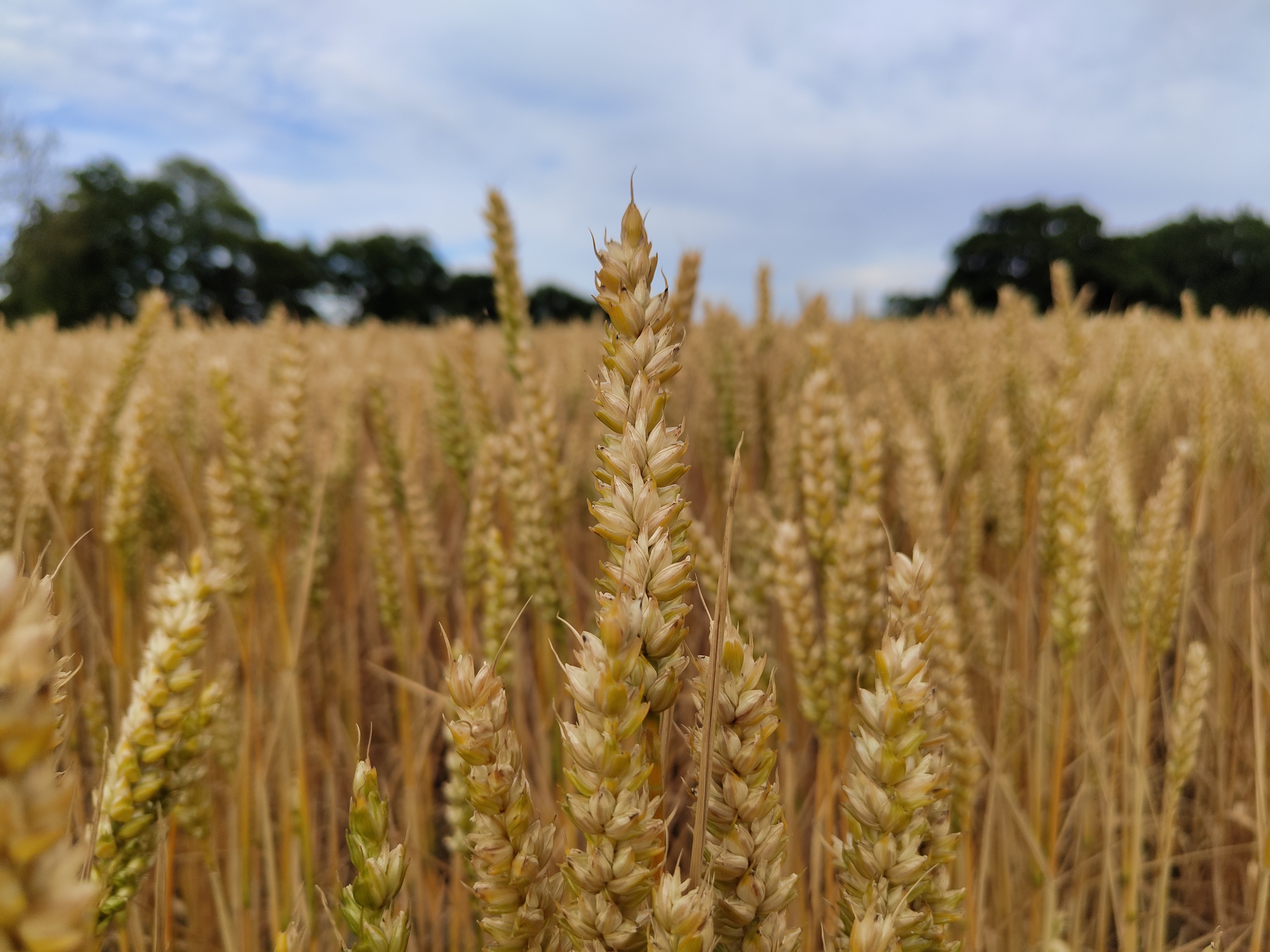 Photo of wheat taken with the Nothing Phone 1.