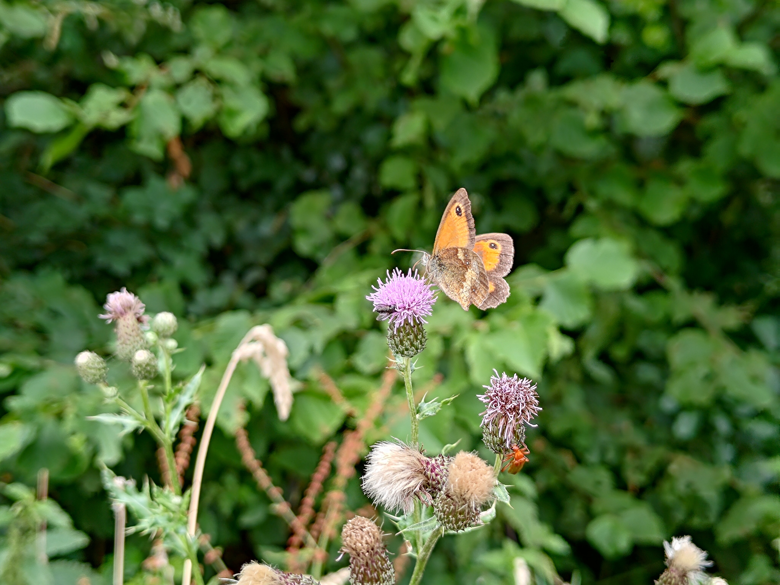 Photo of a butterfly taken with the Asus Zenfone 9.