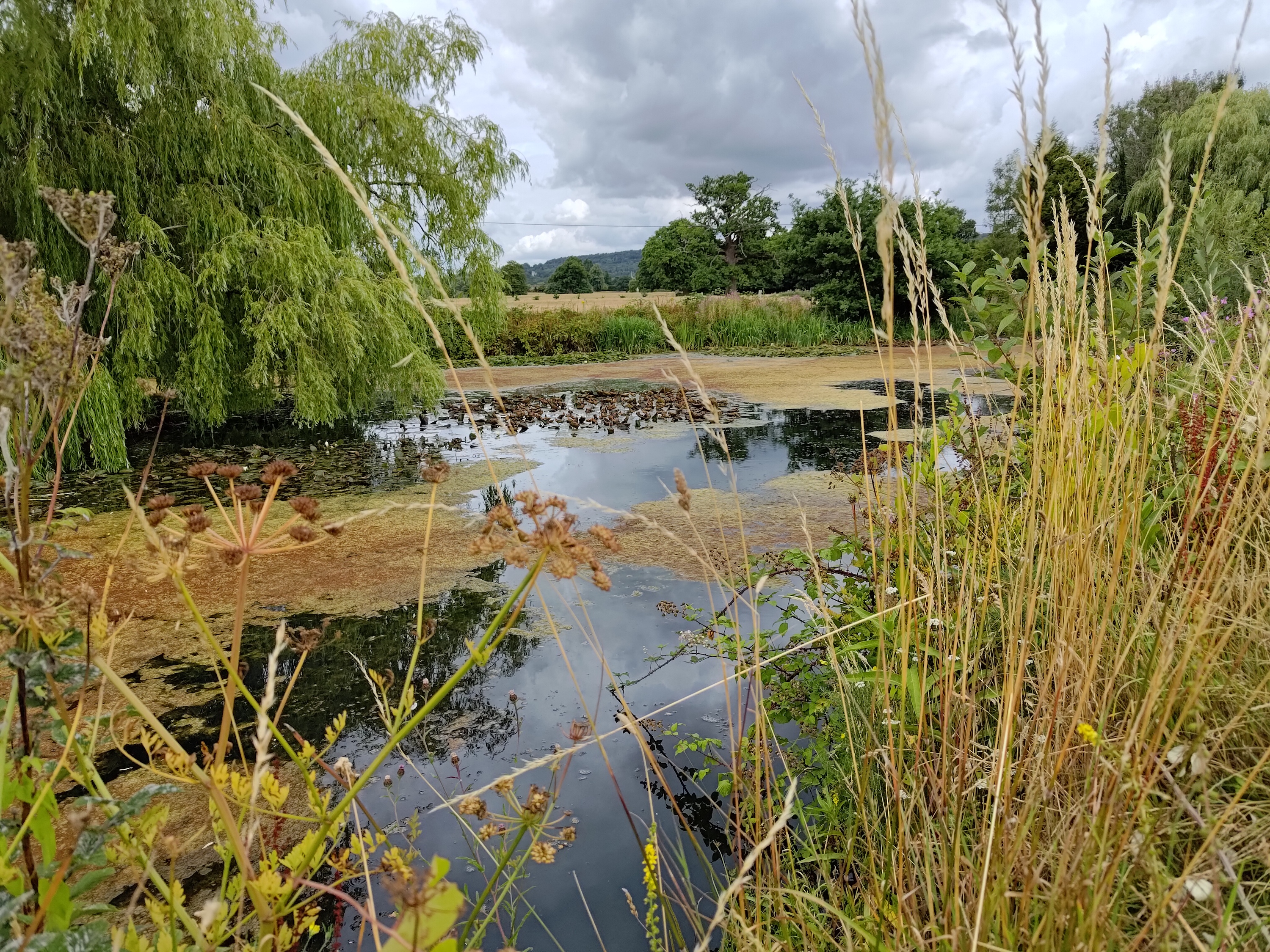 Photo of a pond taken with the Asus Zenfone 9.
