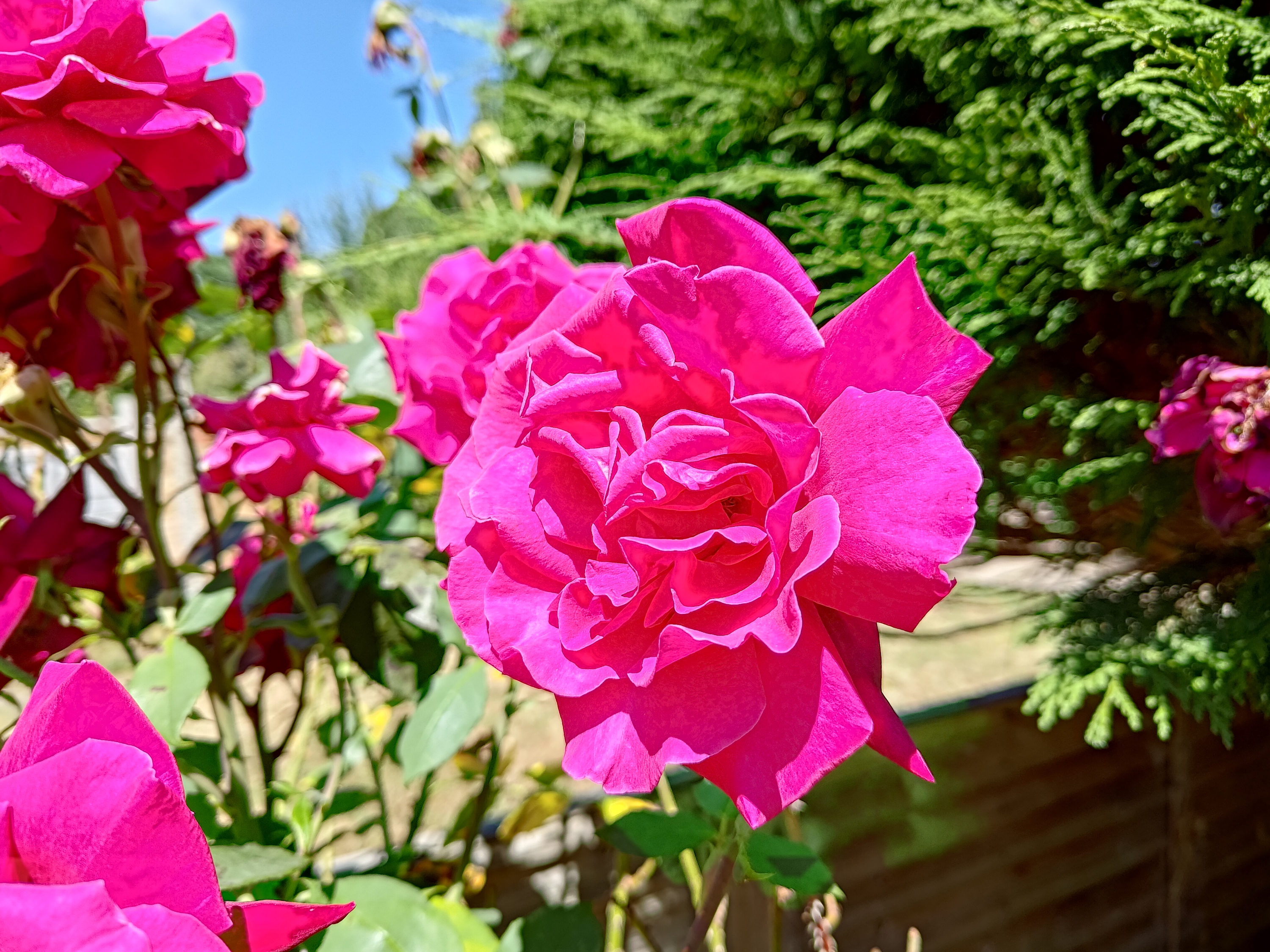 Photo of a rose taken with the Asus Zenfone 9.